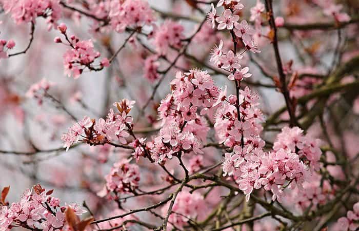 Dónde y cuándo ver los almendros en flor en España?