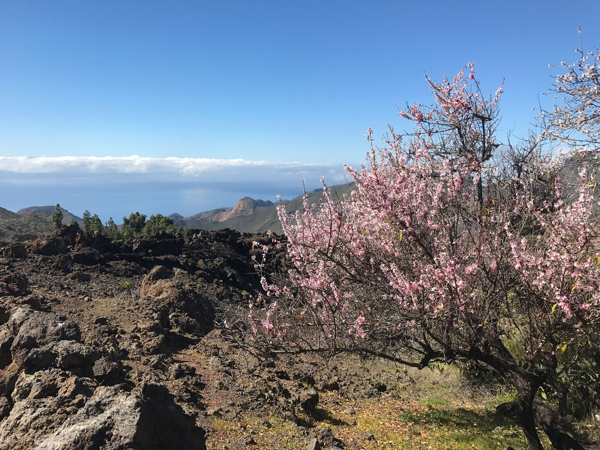Santiago del Teide (Tenerife), almendros en flor