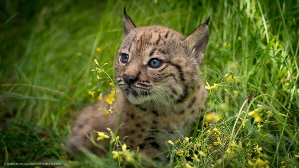 Cría lince ibérico 