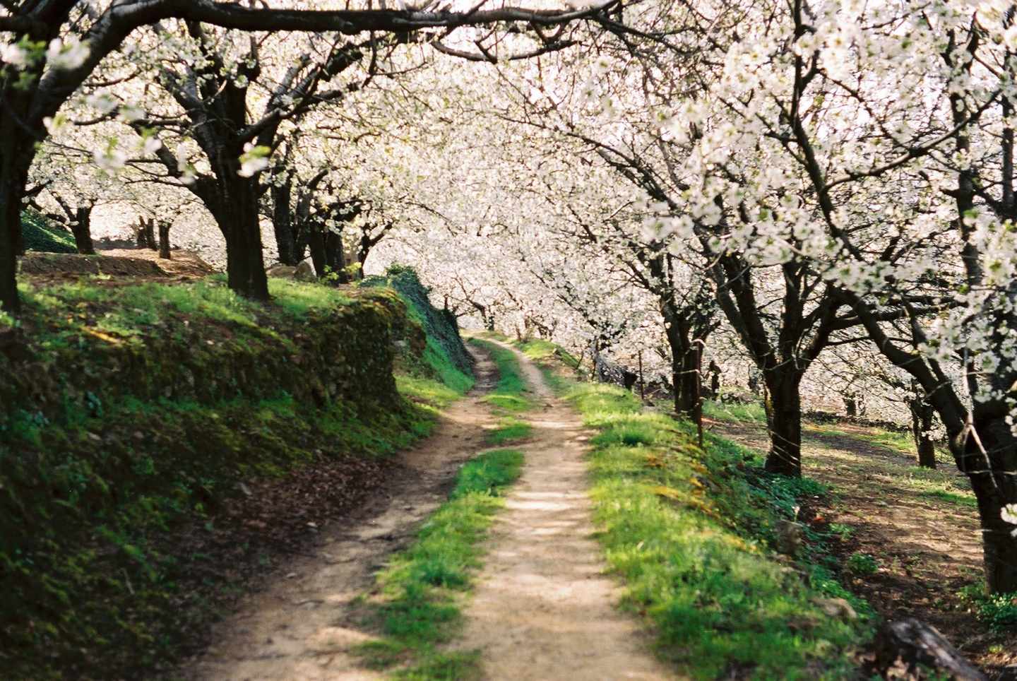 ESPECTÁCULO NATURAL 2023: Cuando florecen los cerezos en el Valle del Jerte  este año 2023