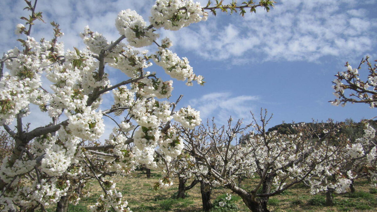 Cerezos Alfarnate (Málaga) 