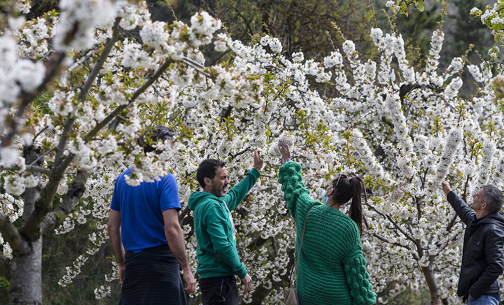 ESPECTÁCULO NATURAL 2023: Cuando florecen los cerezos en el Valle