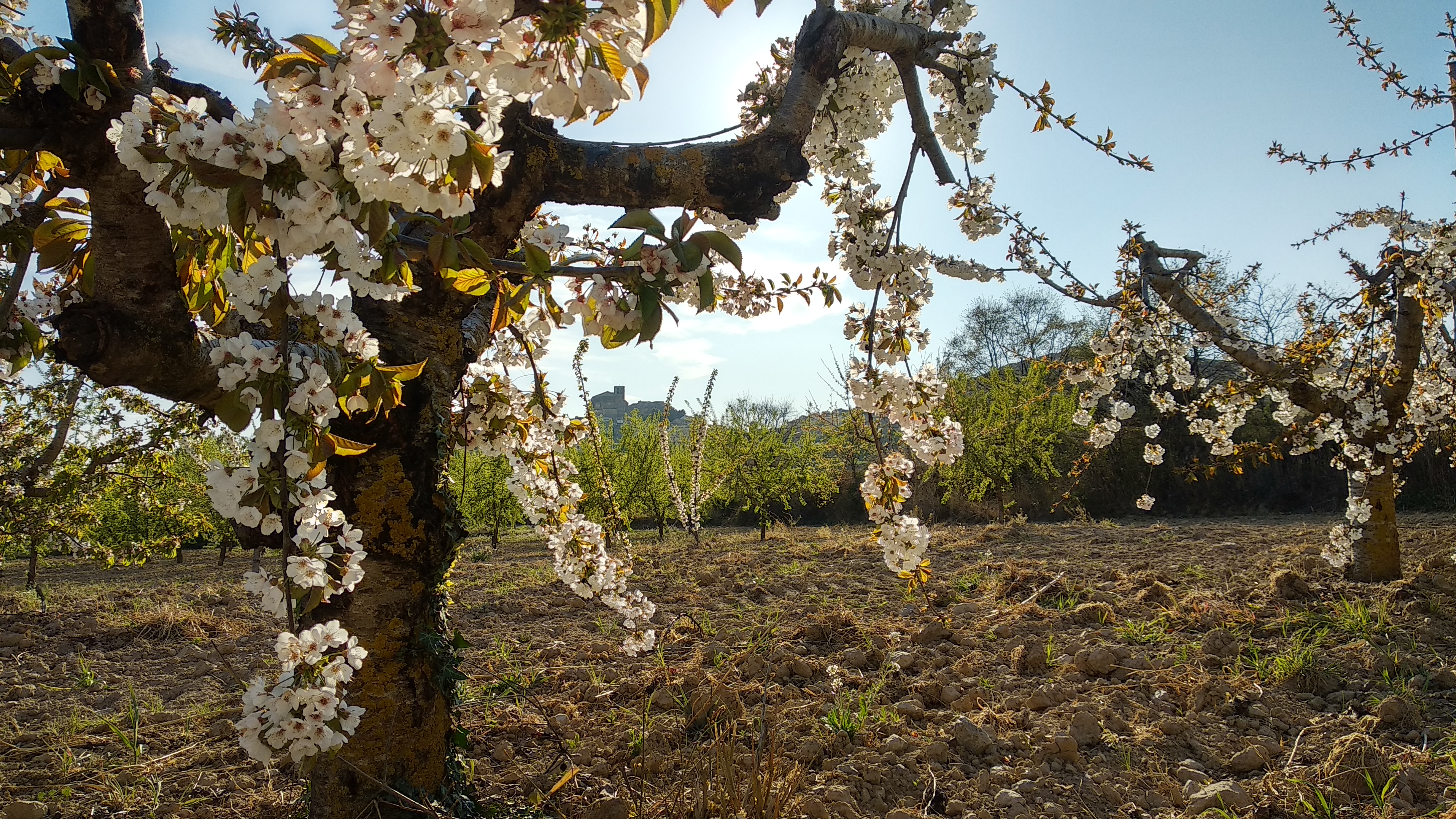 Cerezos en Bolea (Huesca) 