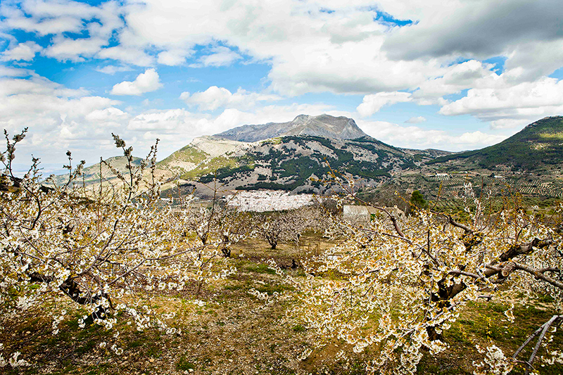 Cerezos en Torres (Jaén) 