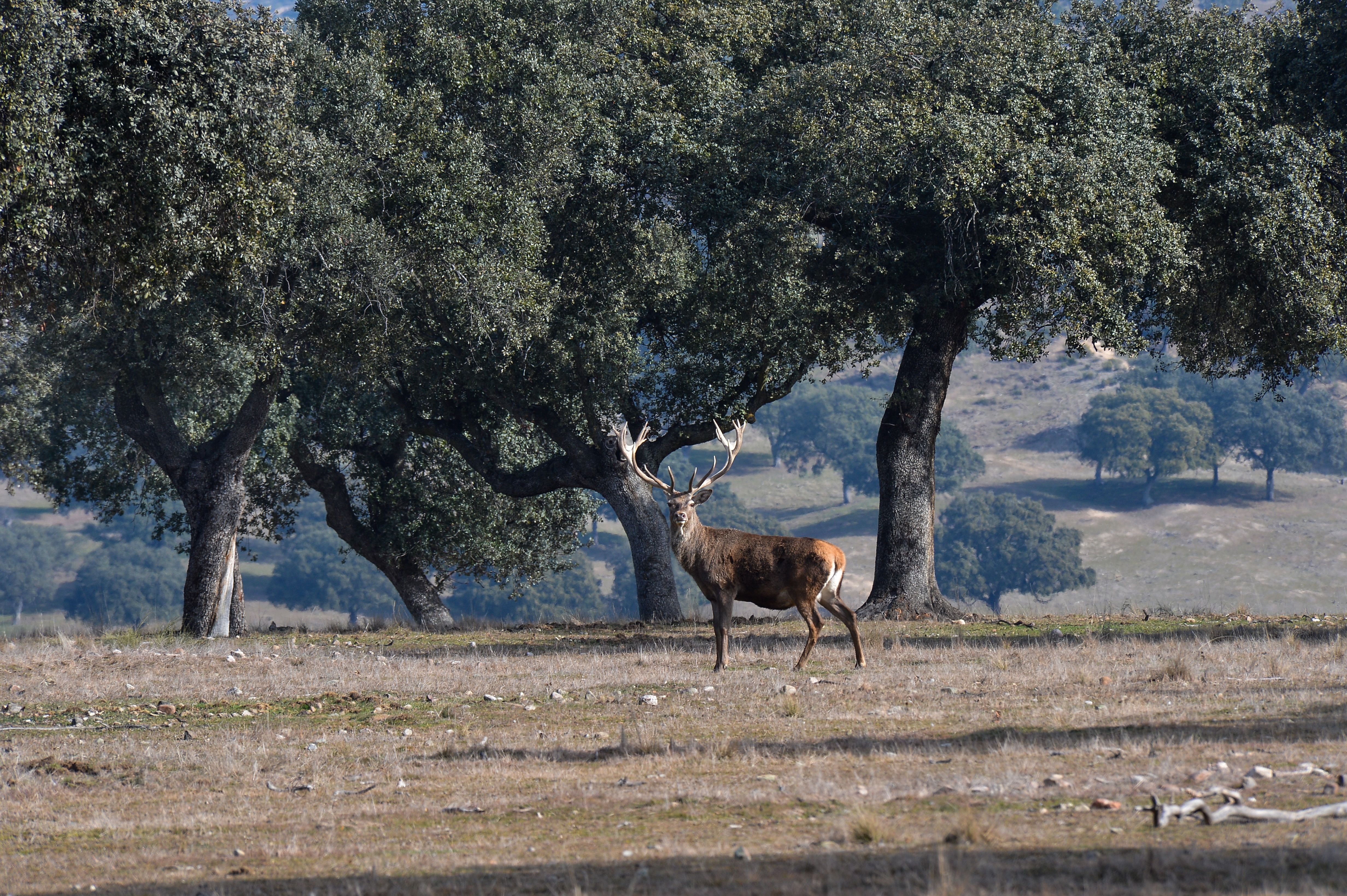 Monte El Prado