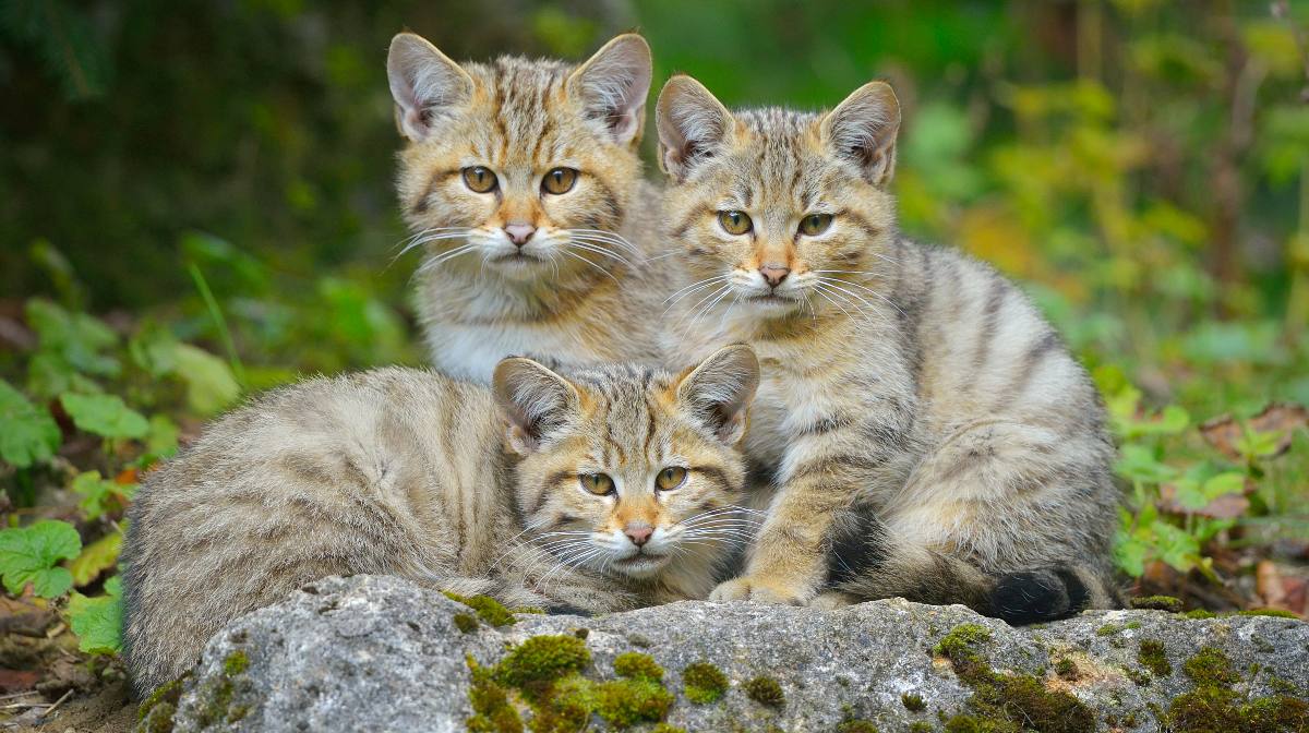 Gato montés europeo 