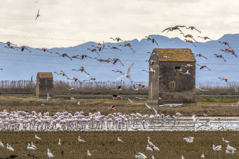 Flamencos Albufera de Valencia 