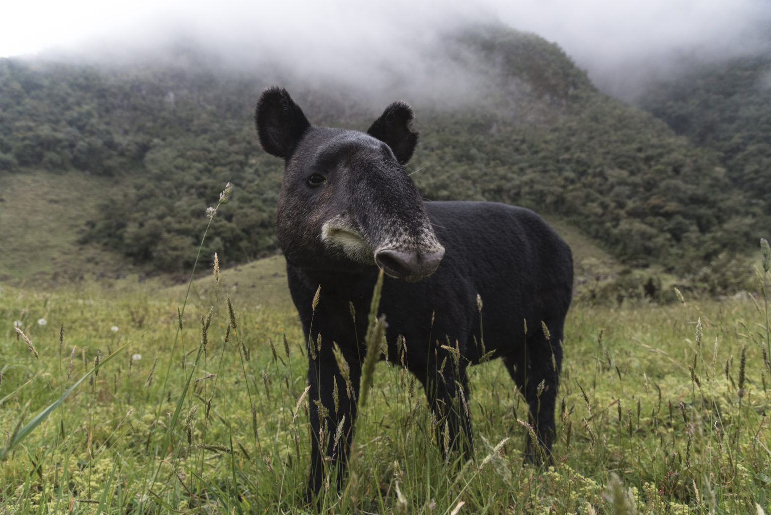 Tapir de montaña 