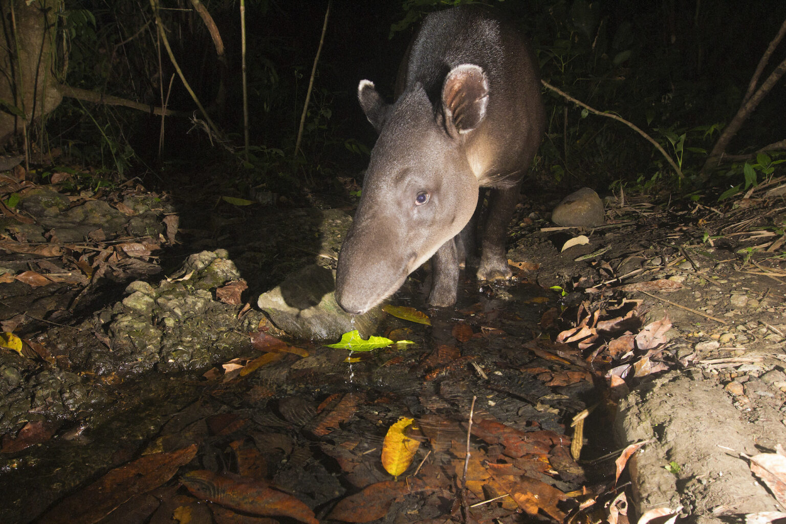 Tapir centroamericano 