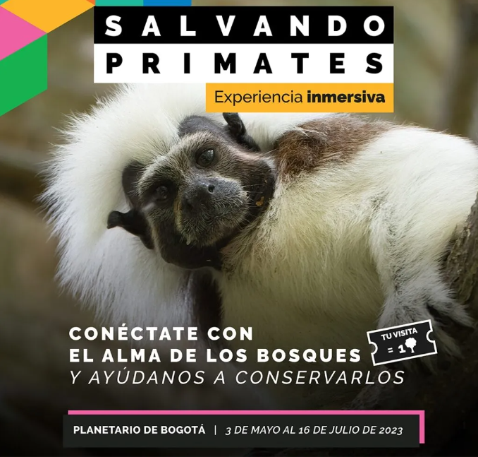 Salvando Primates 