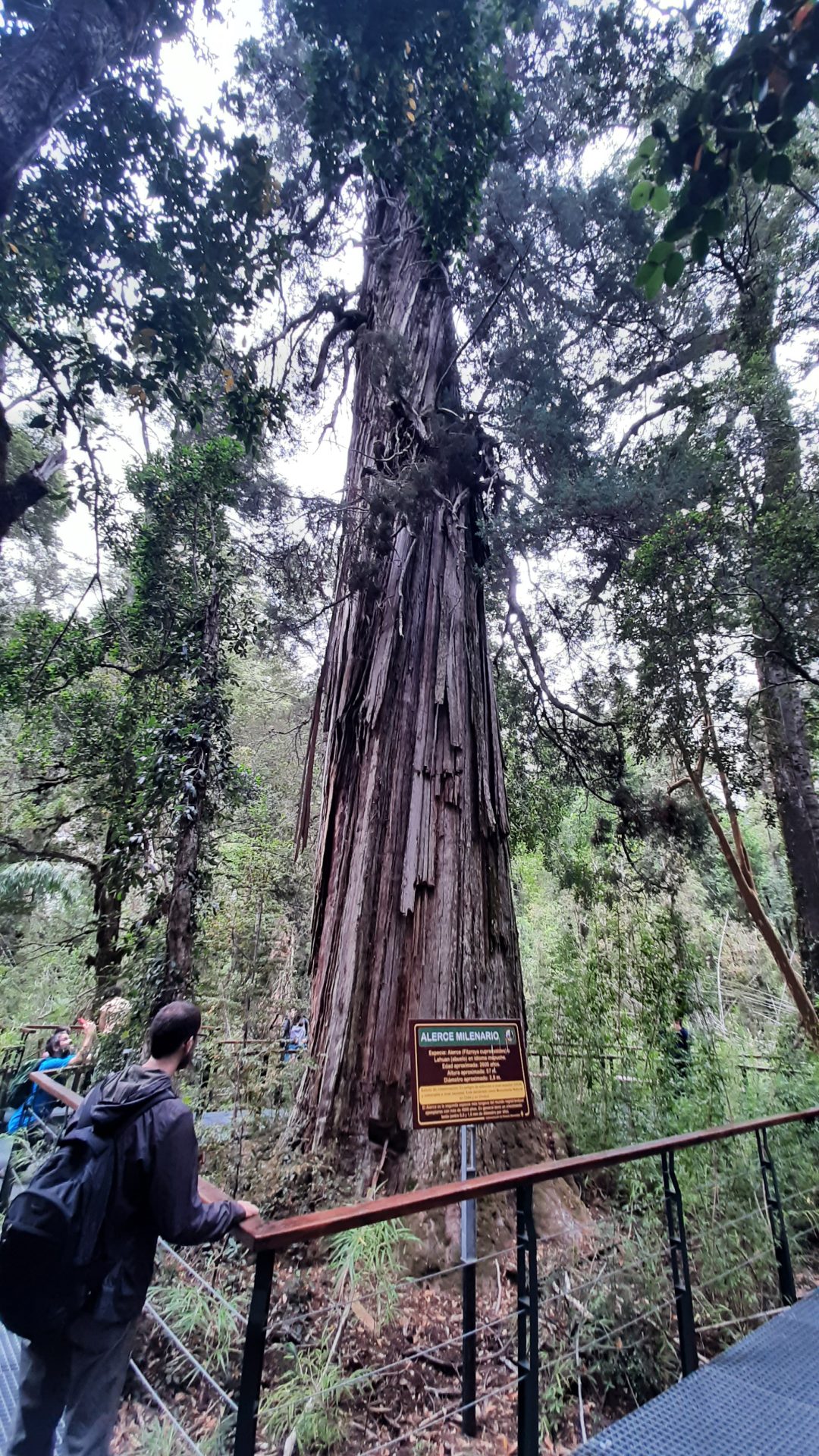 El Abuelo Argentina , alerce milenario 