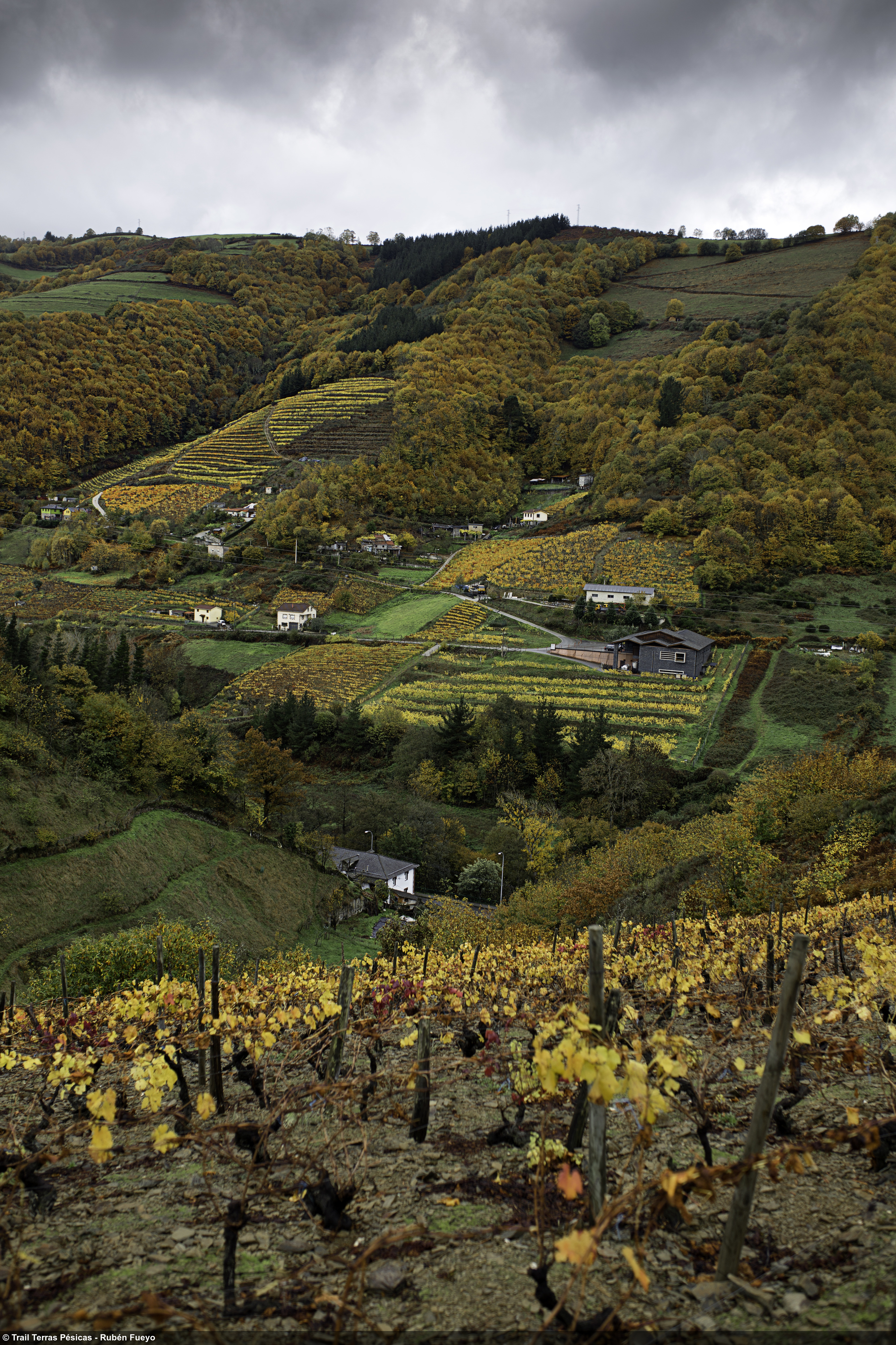 Viñedo Asturias 