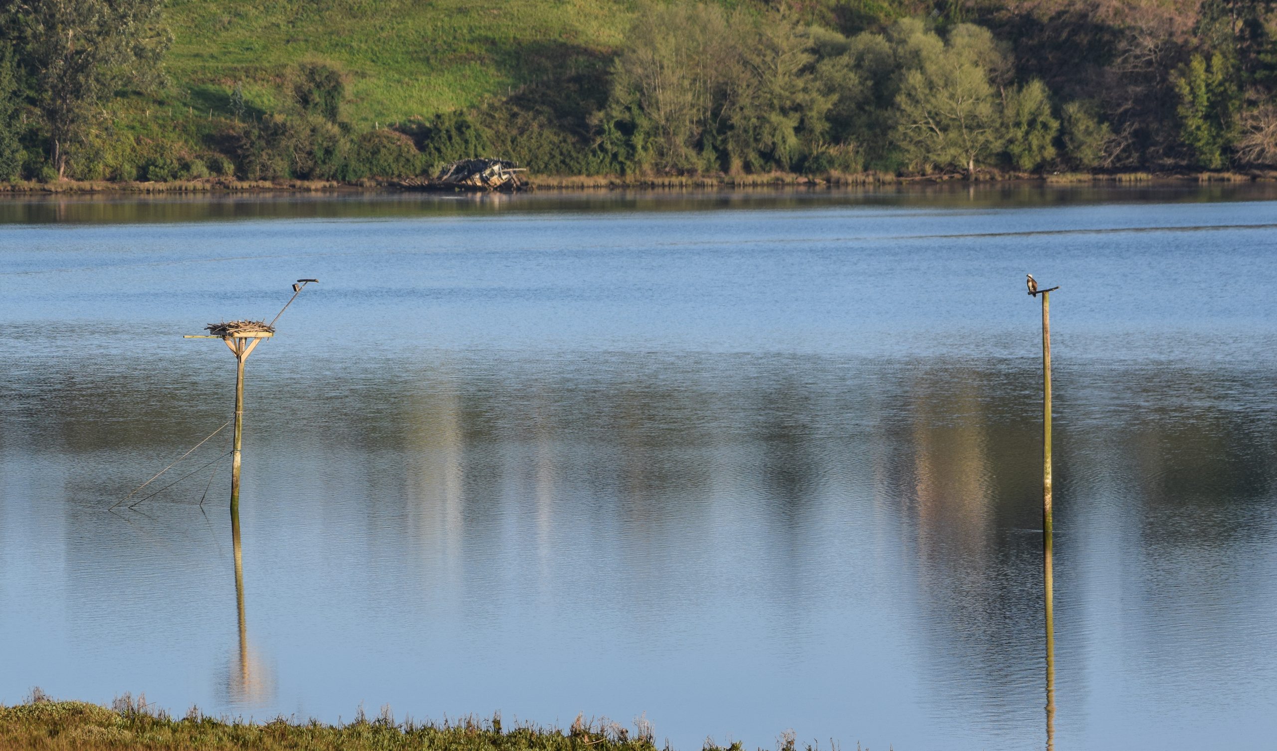 Marina de Cudeyo, águila pesadora