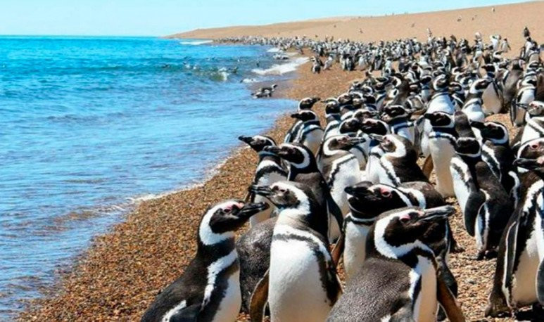  Punta Tombo, Argentina 