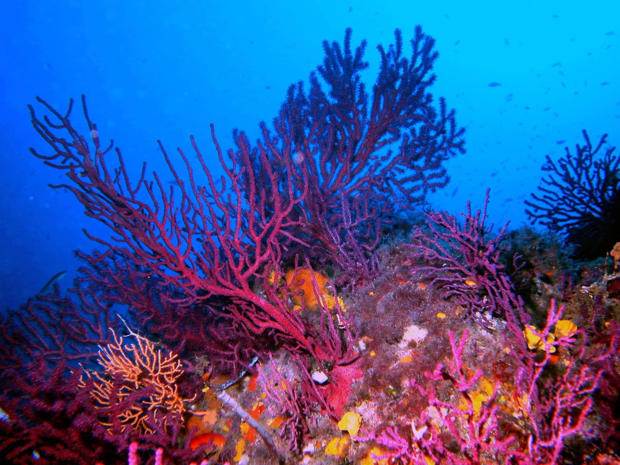 bosques de gorgonias