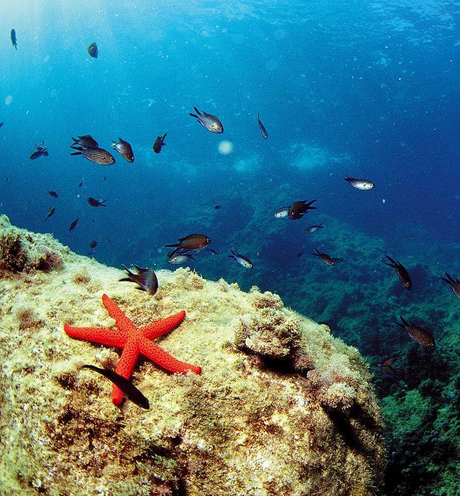 Reserva Marina del Cabo de San Antonio