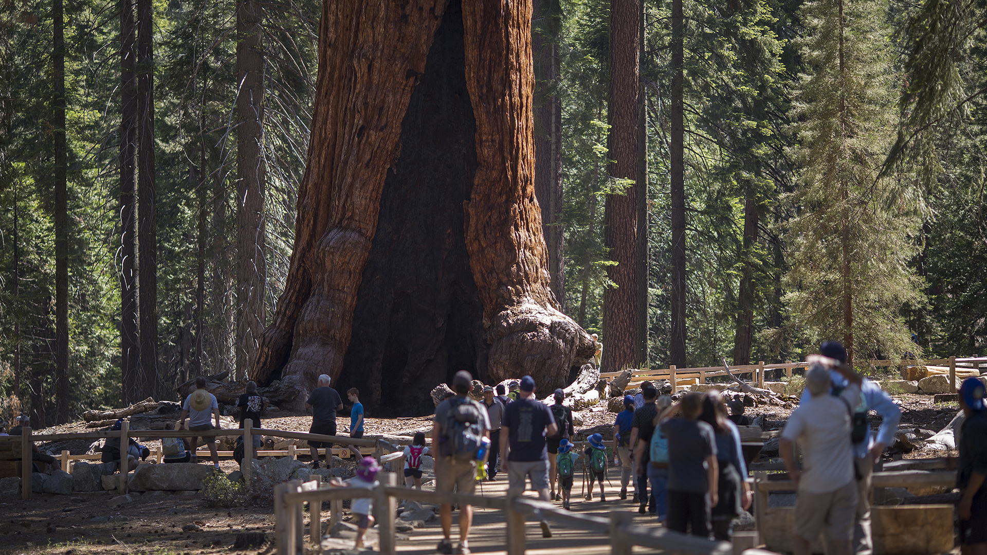 Secuoyas Yosemite