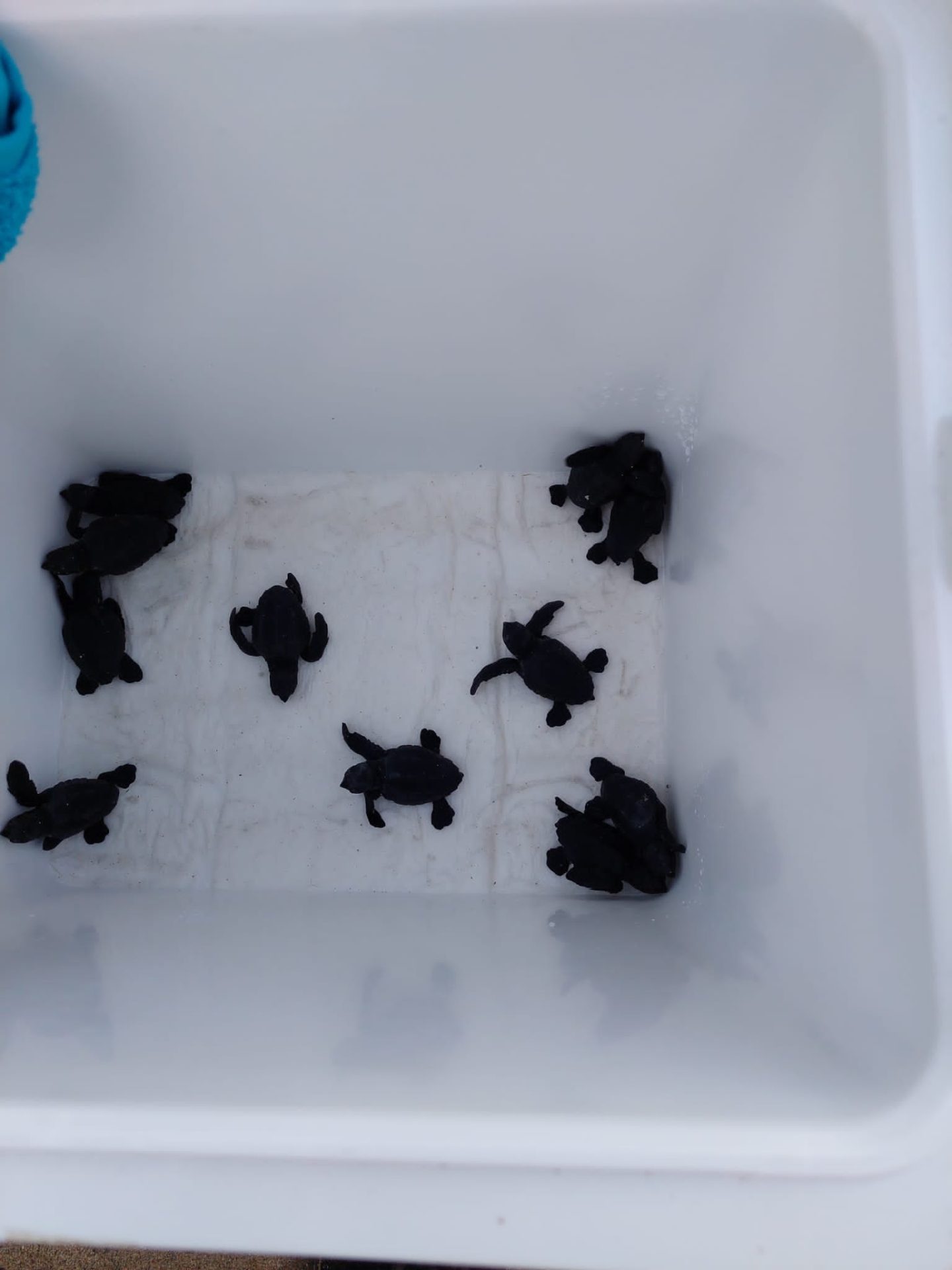 Primeras tortugas marinas 2023 