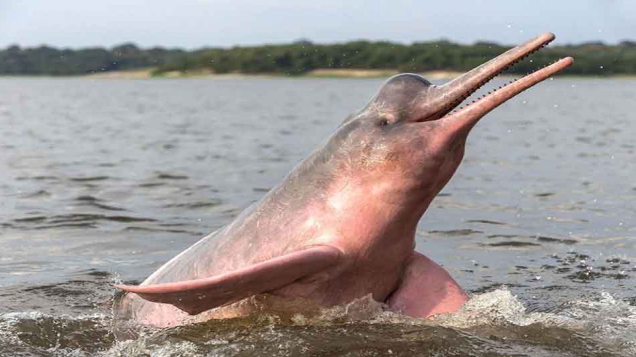 Delfines de río en el Amazonas 
