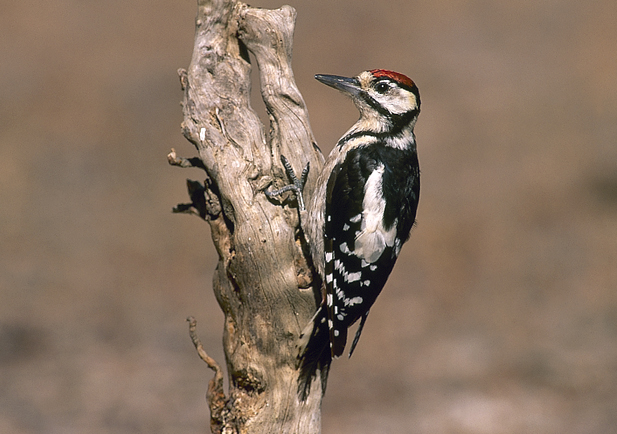 Pájaro Carpintero 