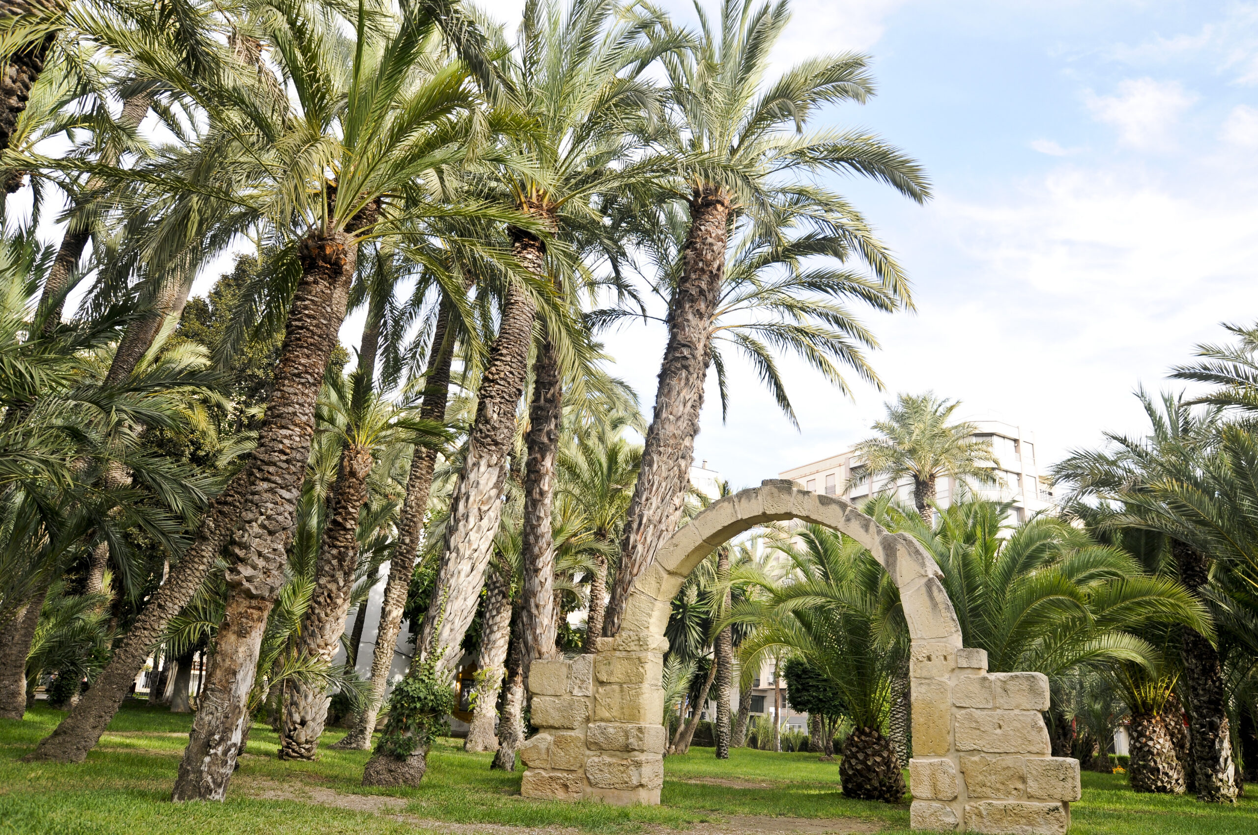 Palmeral de ELCHE