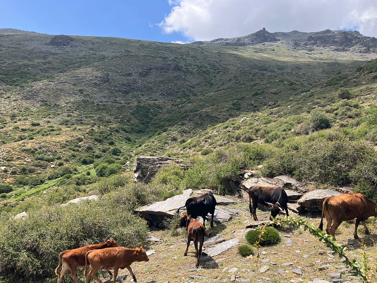 Festival de Ecoturismo de Sierra Nevada. Vaca pajuana