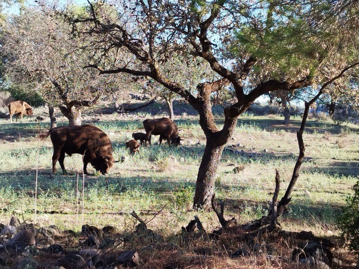 Bisontes  Sierra de Andújar (Jaén) 