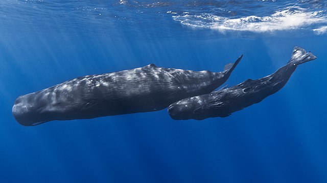 Cachalotes , Dominica