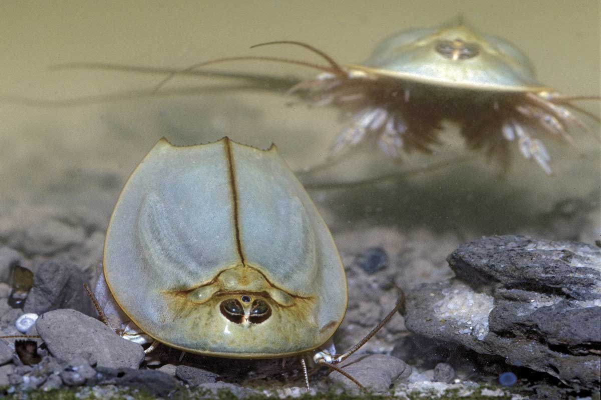 Triops o 'tortuguetes'