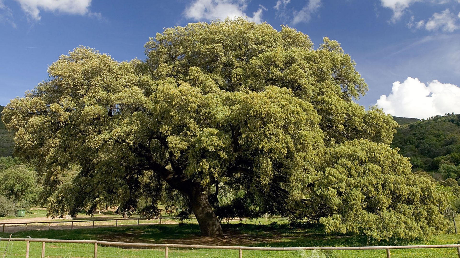 Chaparro de la Vega, ÁRBOL DEL AÑO