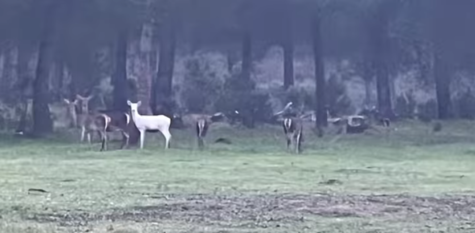 Ciervo albino Doñana