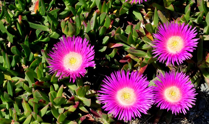 Carpobrotus edulis, especie invasora 