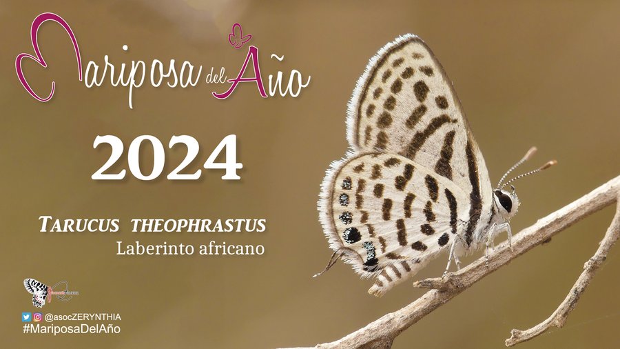 Laberinto africano, mariposa del año 2024 