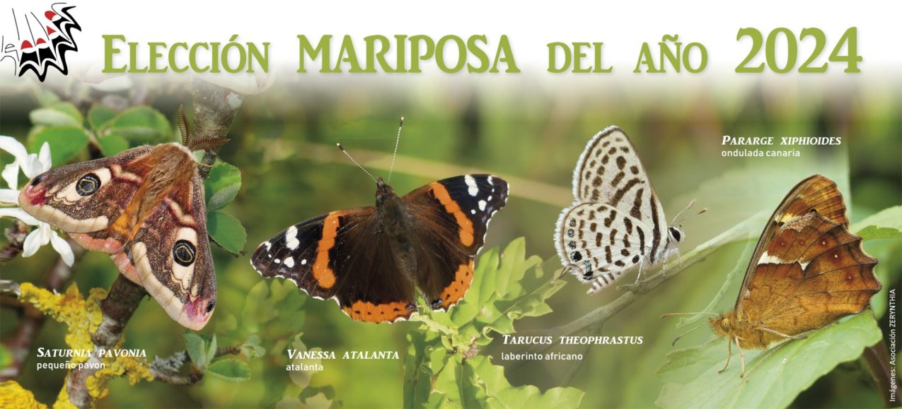Candidatas, mariposa del año 2024