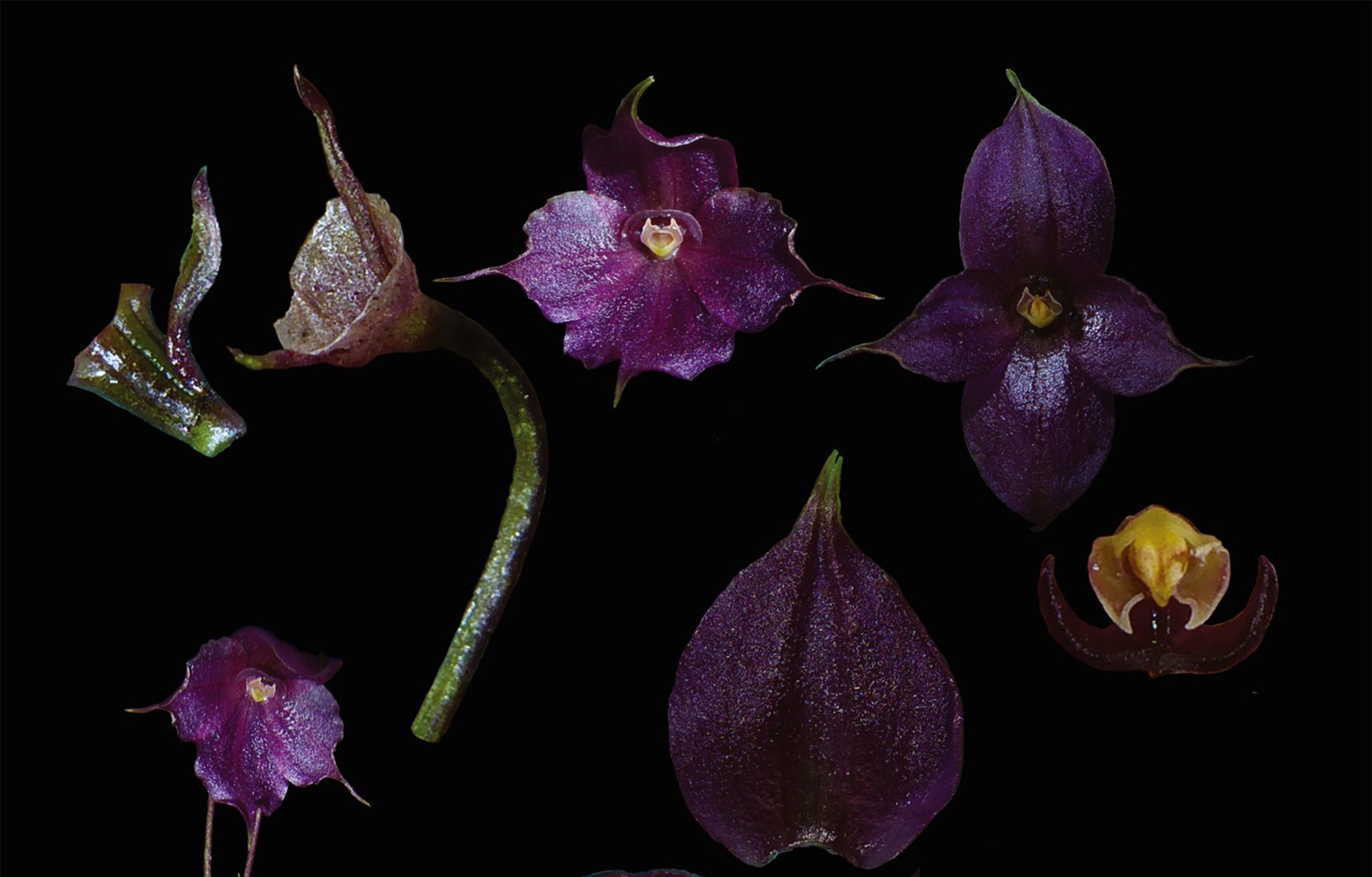 Nueva orquídea violeta en Perú 