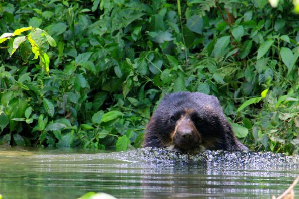 Oso andino Bolivia 