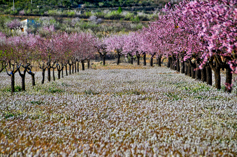 Almendros Cierza 