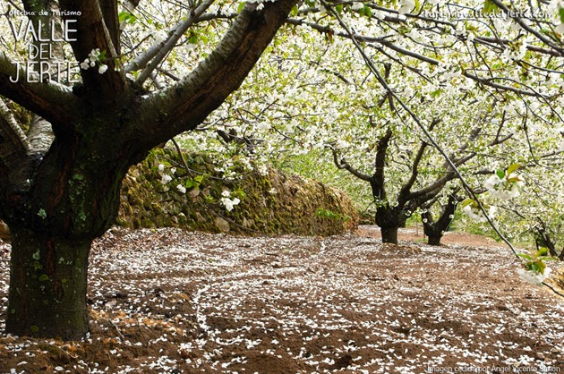 Lluvia de pétalos, valle del jerte 