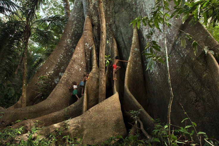 Sumaúma, árbol del Amazonas 