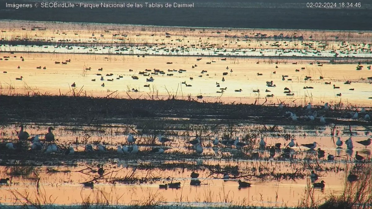 Camaras en Las Tablas de Daimiel 