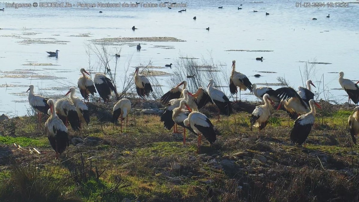 Cigüeñas en Las Tablas de Daimiel 