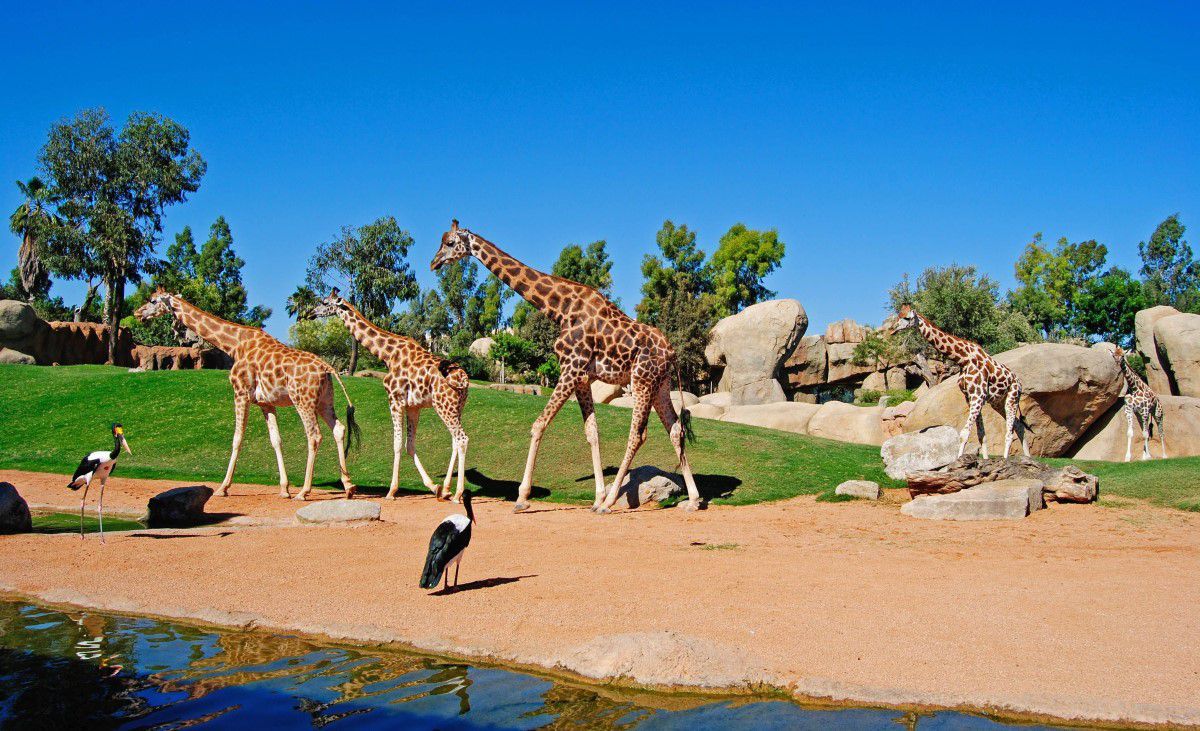 Bioparc Valencia