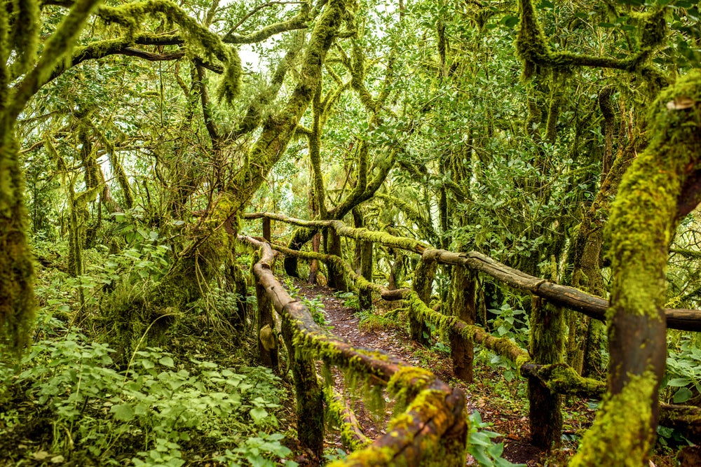 Parque Nacional de Garajonay