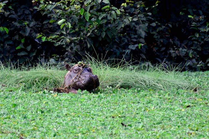 Hipopótamo en el parque Nacional de Orango