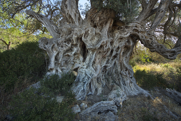 78 ejemplares forman el Catálogo de árboles singulares de Baleares