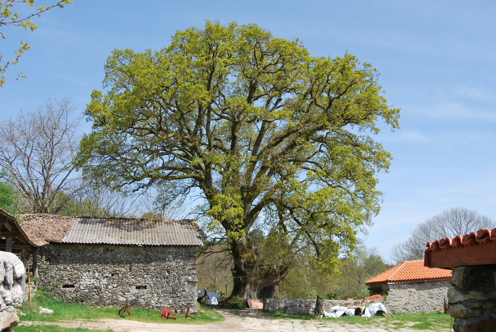 Carballo de Cartelos 