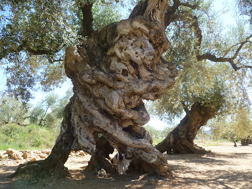 La Farga de L’Arion 