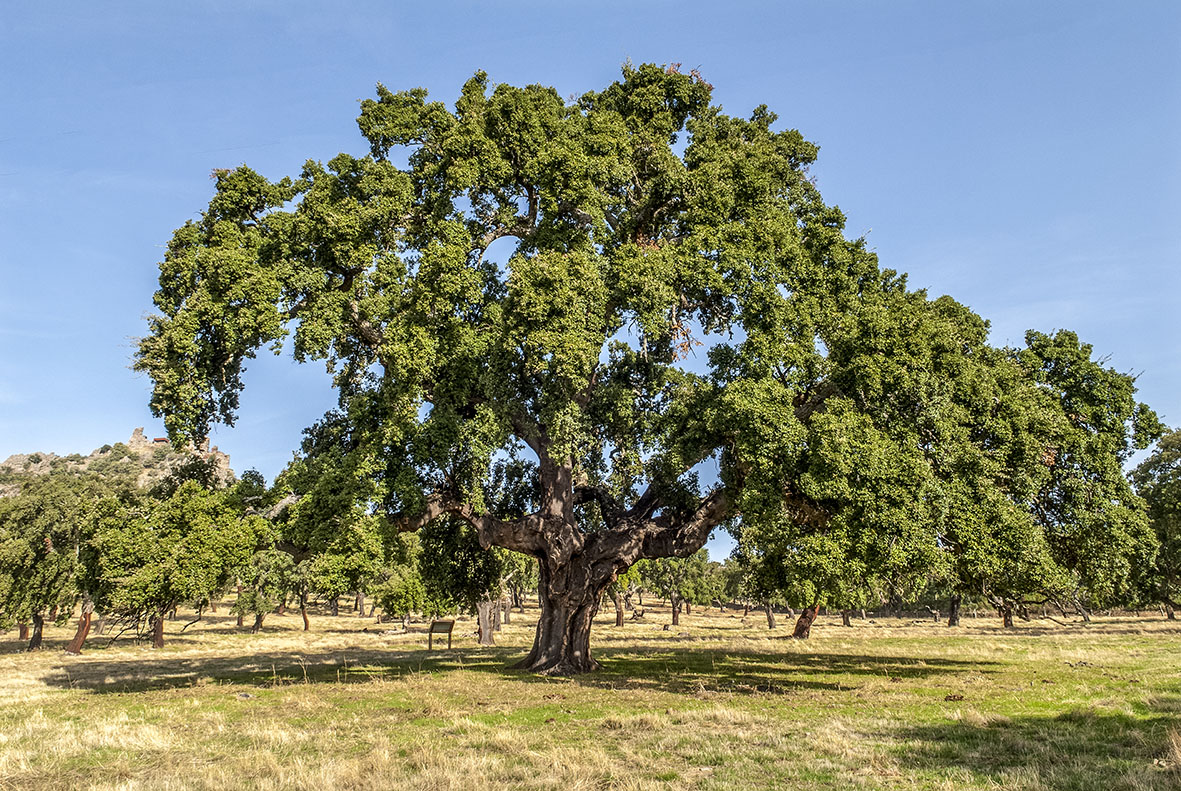 Alcornoque de los Cercones 