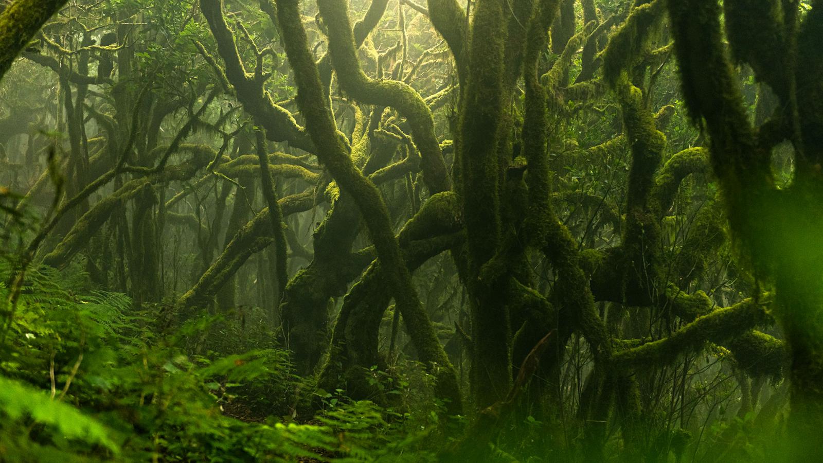 La leyenda de Gara y Jonay: Parque Nacional de Garajonay