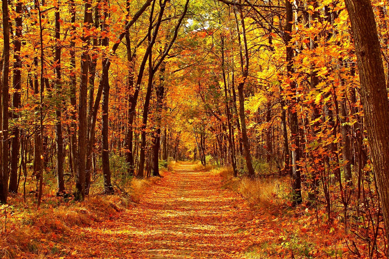 Bosques en otoño en España